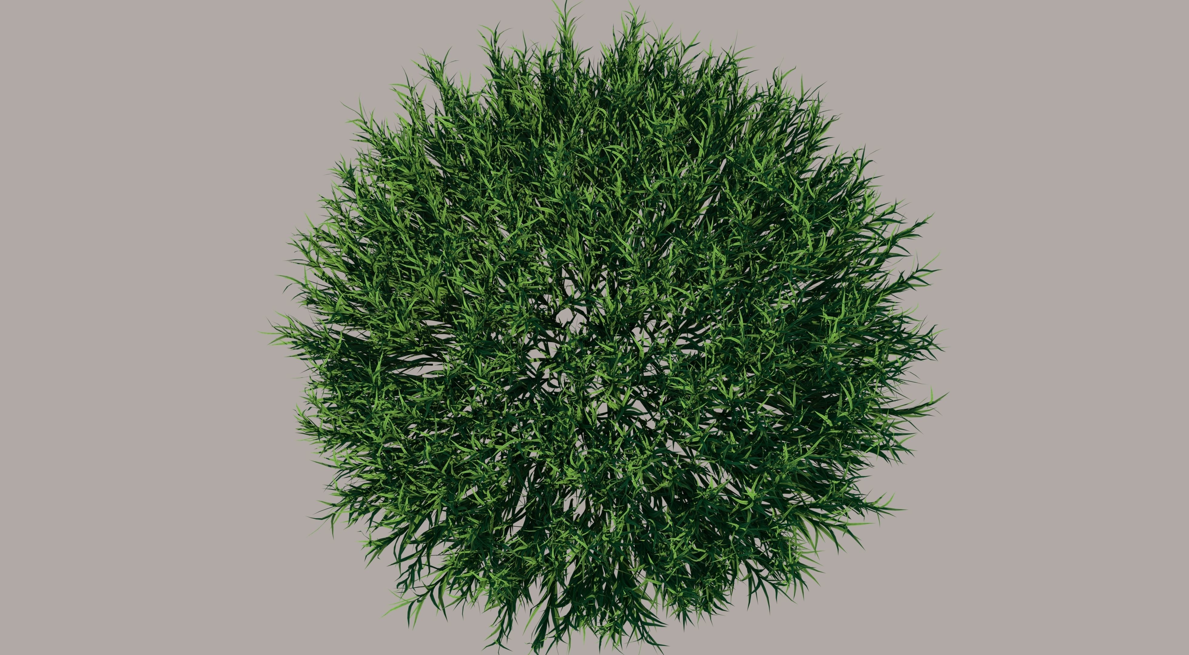 Fine Fescues 3D model_4