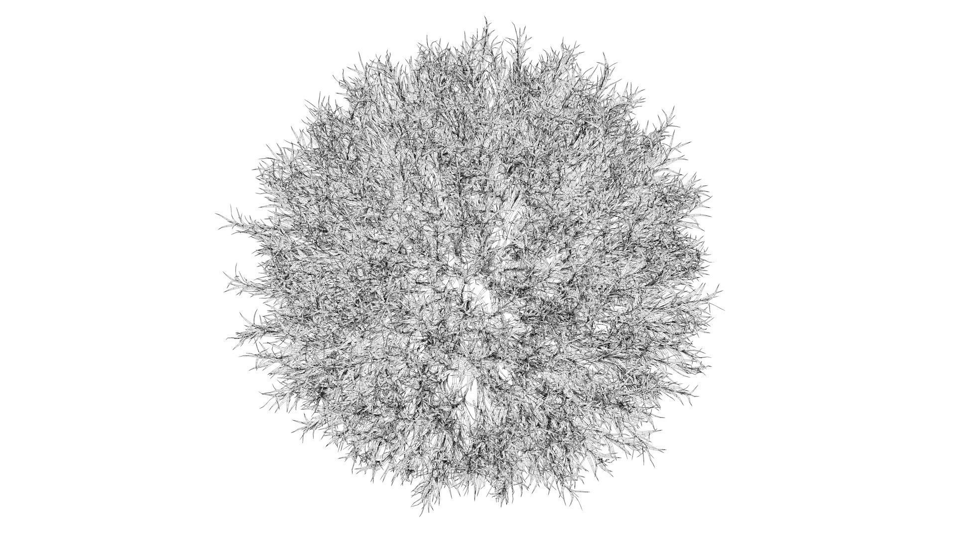 Fine Fescues 3D model_10