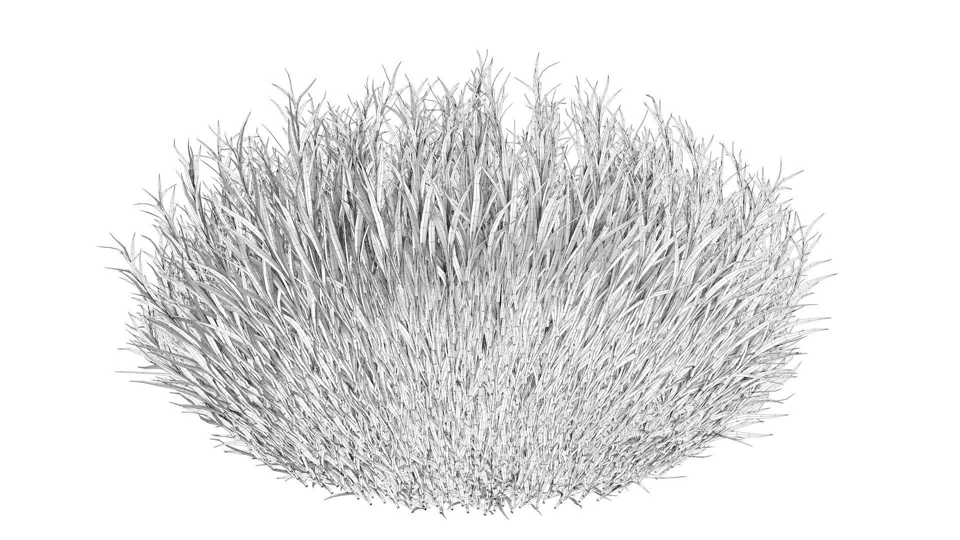 Fine Fescues 3D model_9