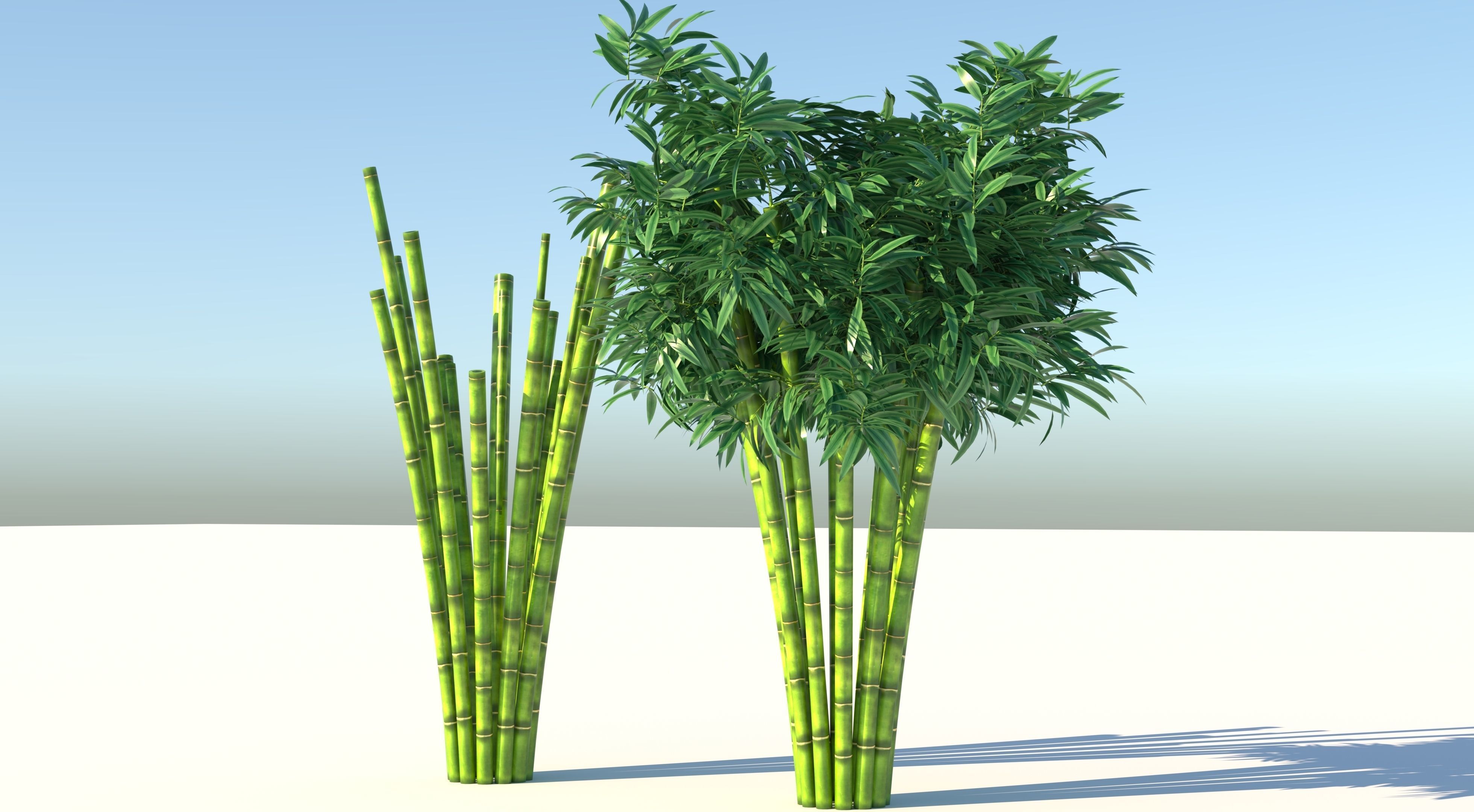 Bamboo plant with two shadows 3D model_5
