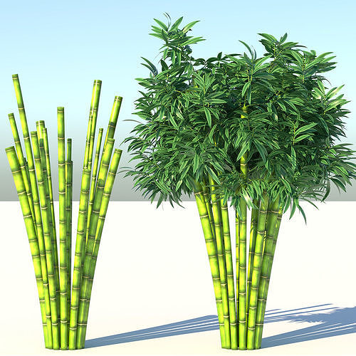 Bamboo plant with two shadows 3D model