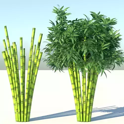 Bamboo plant with two shadows 3D model