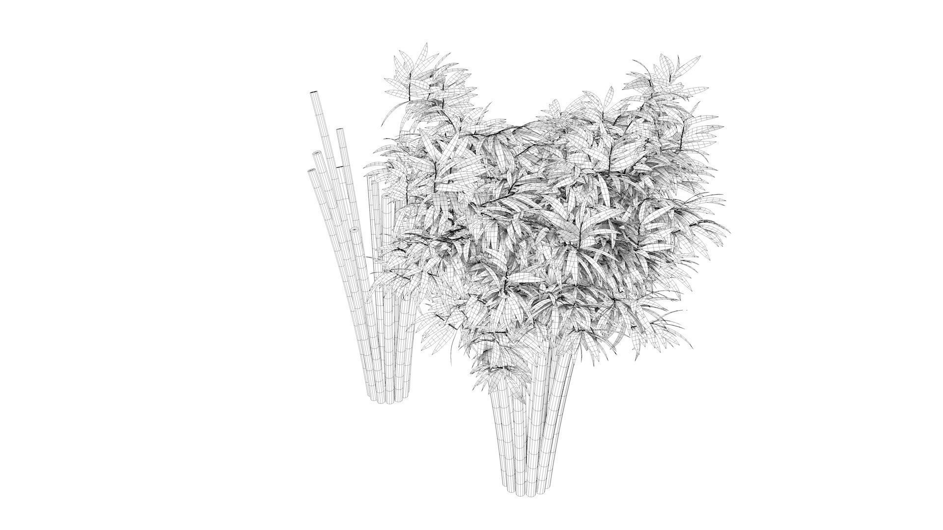 Bamboo plant with two shadows 3D model_11