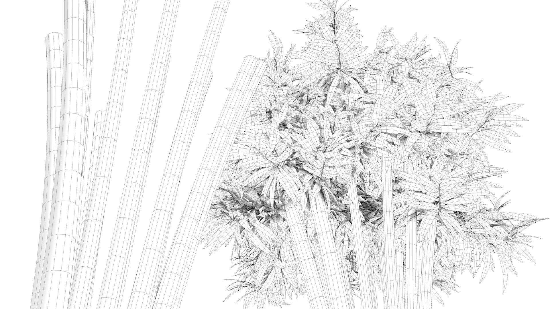 Bamboo plant with two shadows 3D model_12