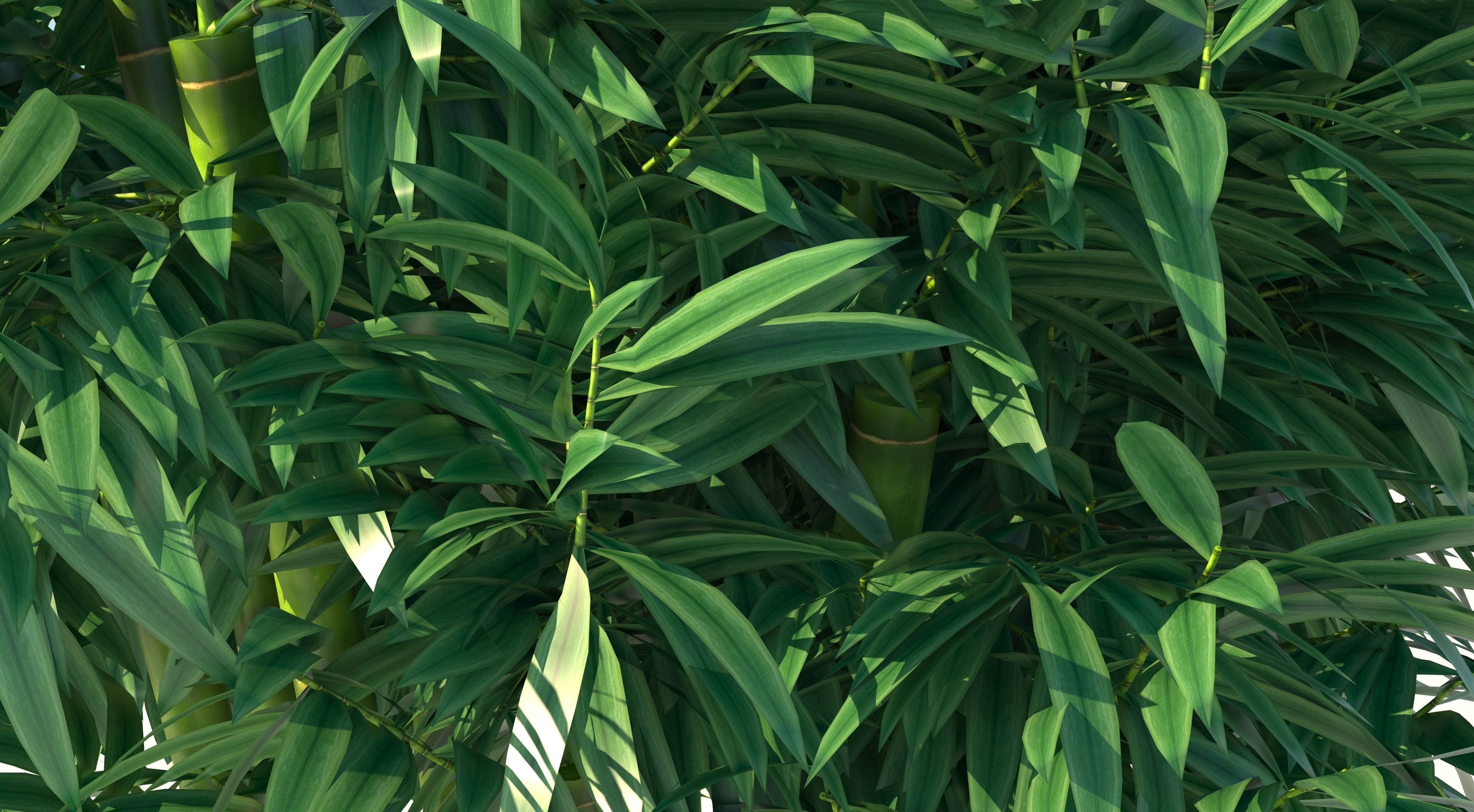 Bamboo plant with two shadows 3D model_6