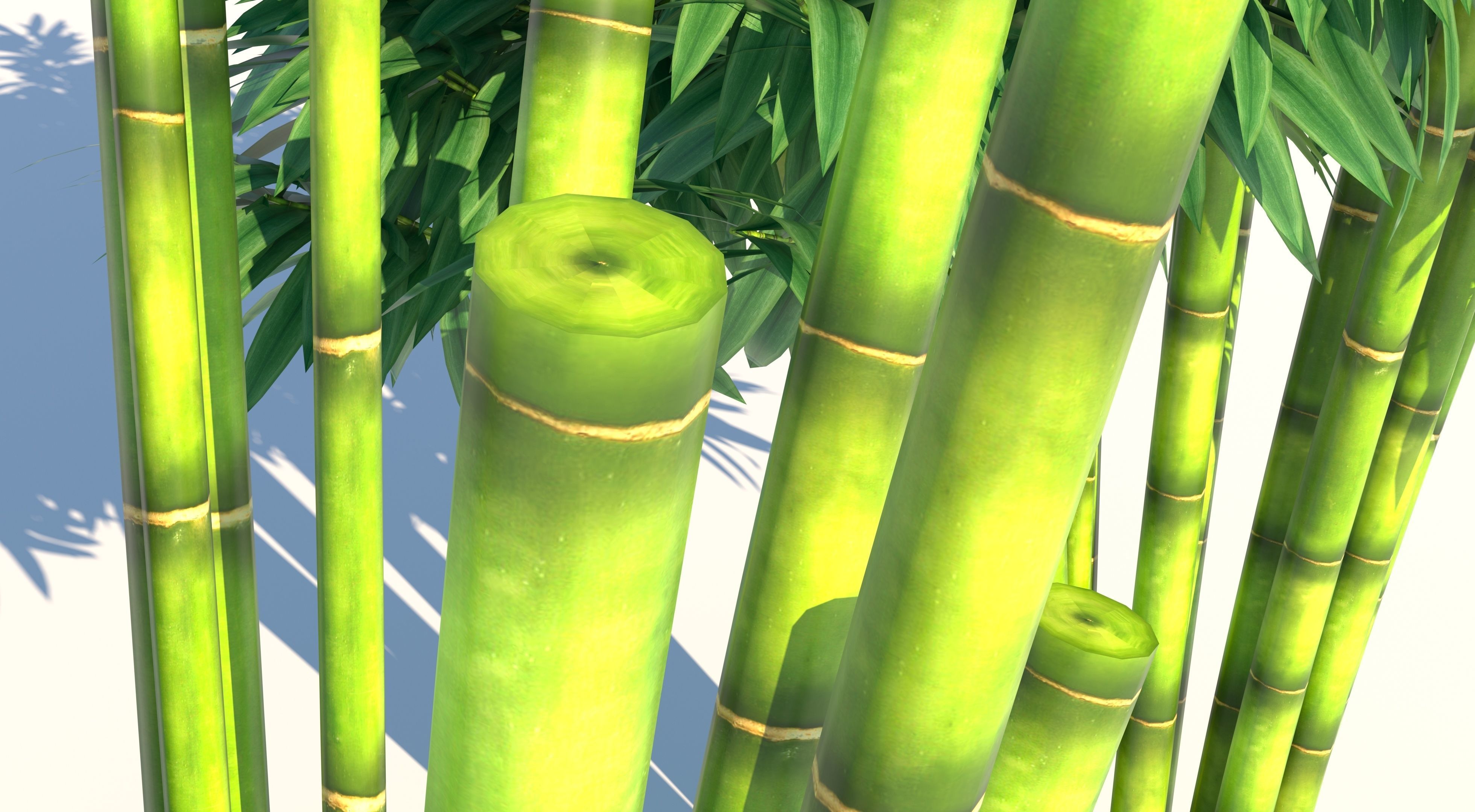 Bamboo plant with two shadows 3D model_9