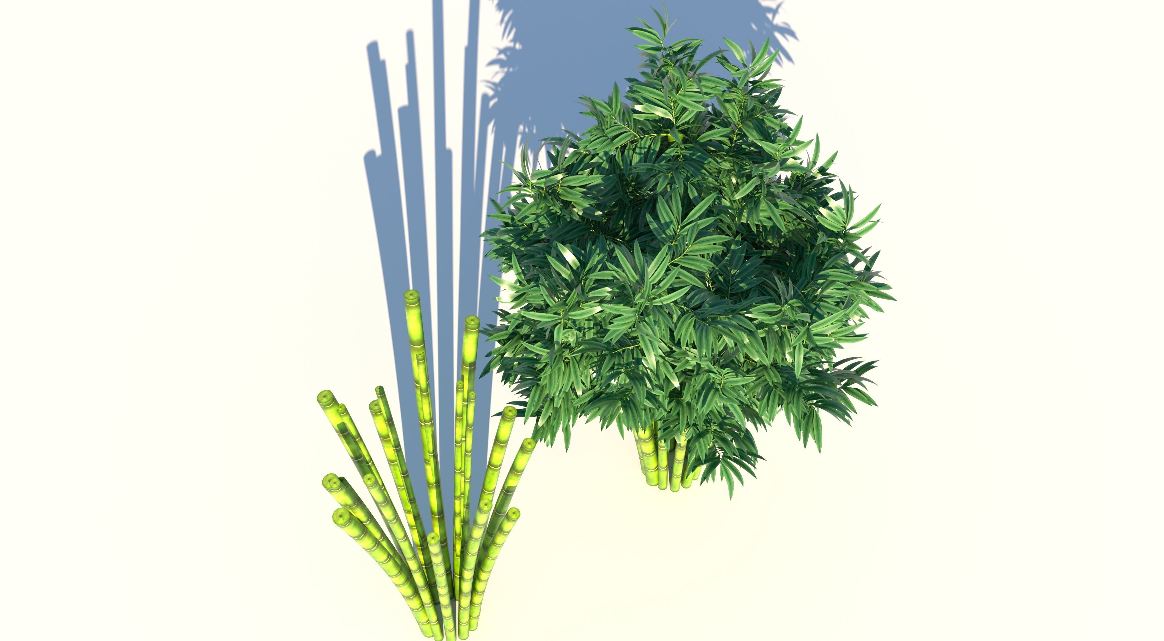 Bamboo plant with two shadows 3D model_2