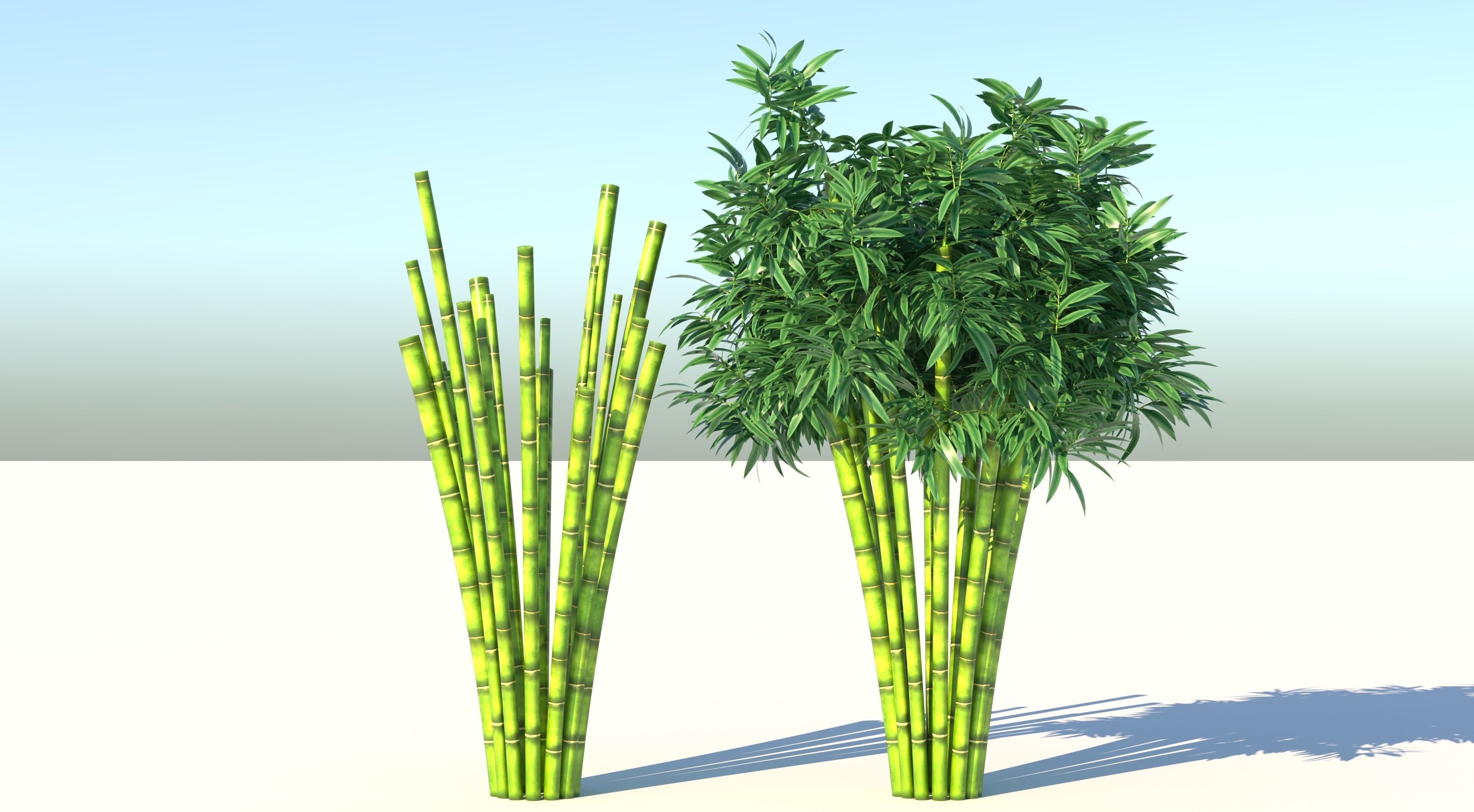 Bamboo plant with two shadows 3D model_1