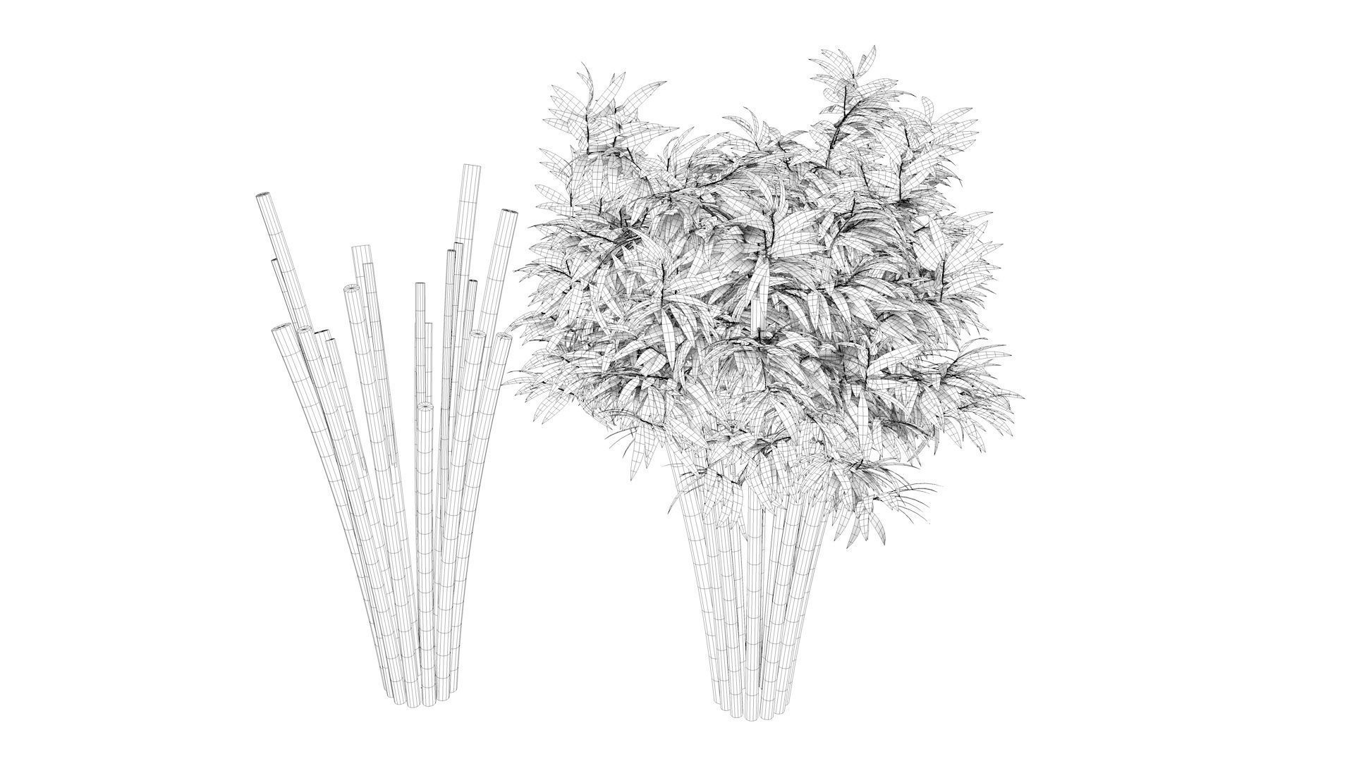 Bamboo plant with two shadows 3D model_10