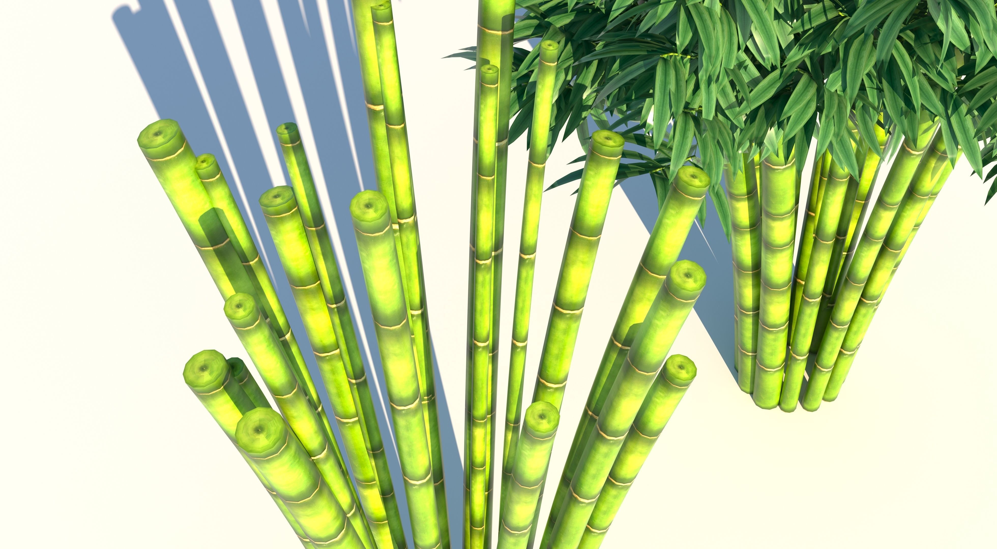 Bamboo plant with two shadows 3D model_7