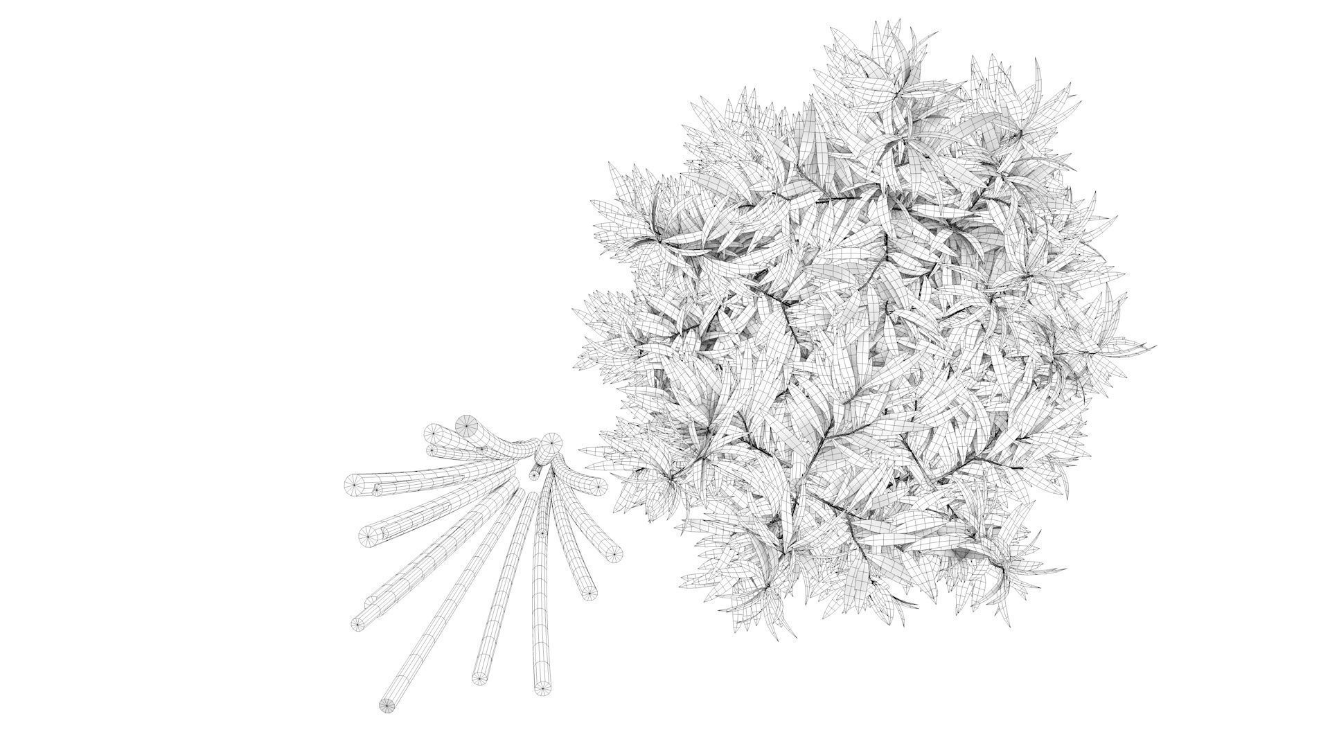 Bamboo plant with two shadows 3D model_15