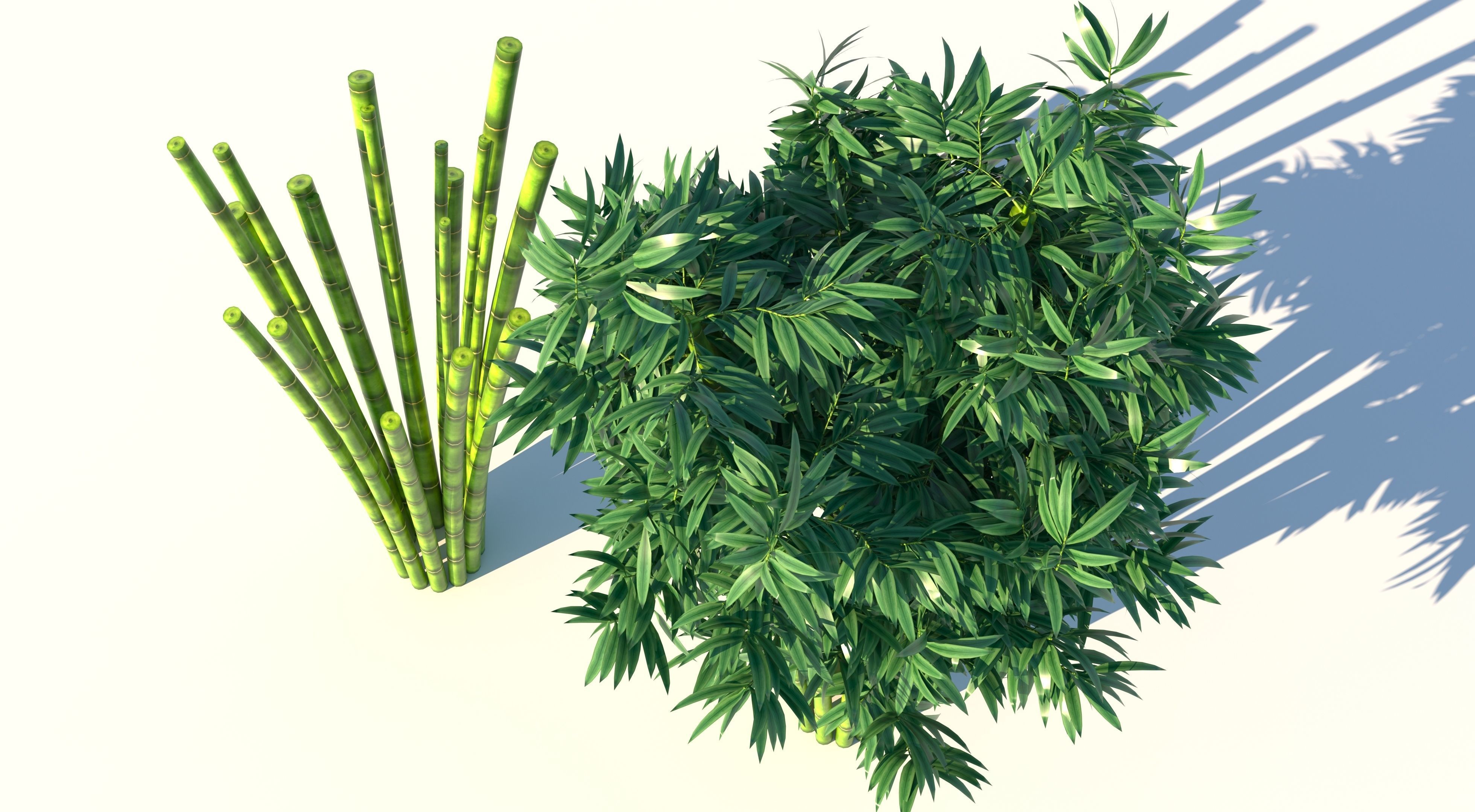 Bamboo plant with two shadows 3D model_4