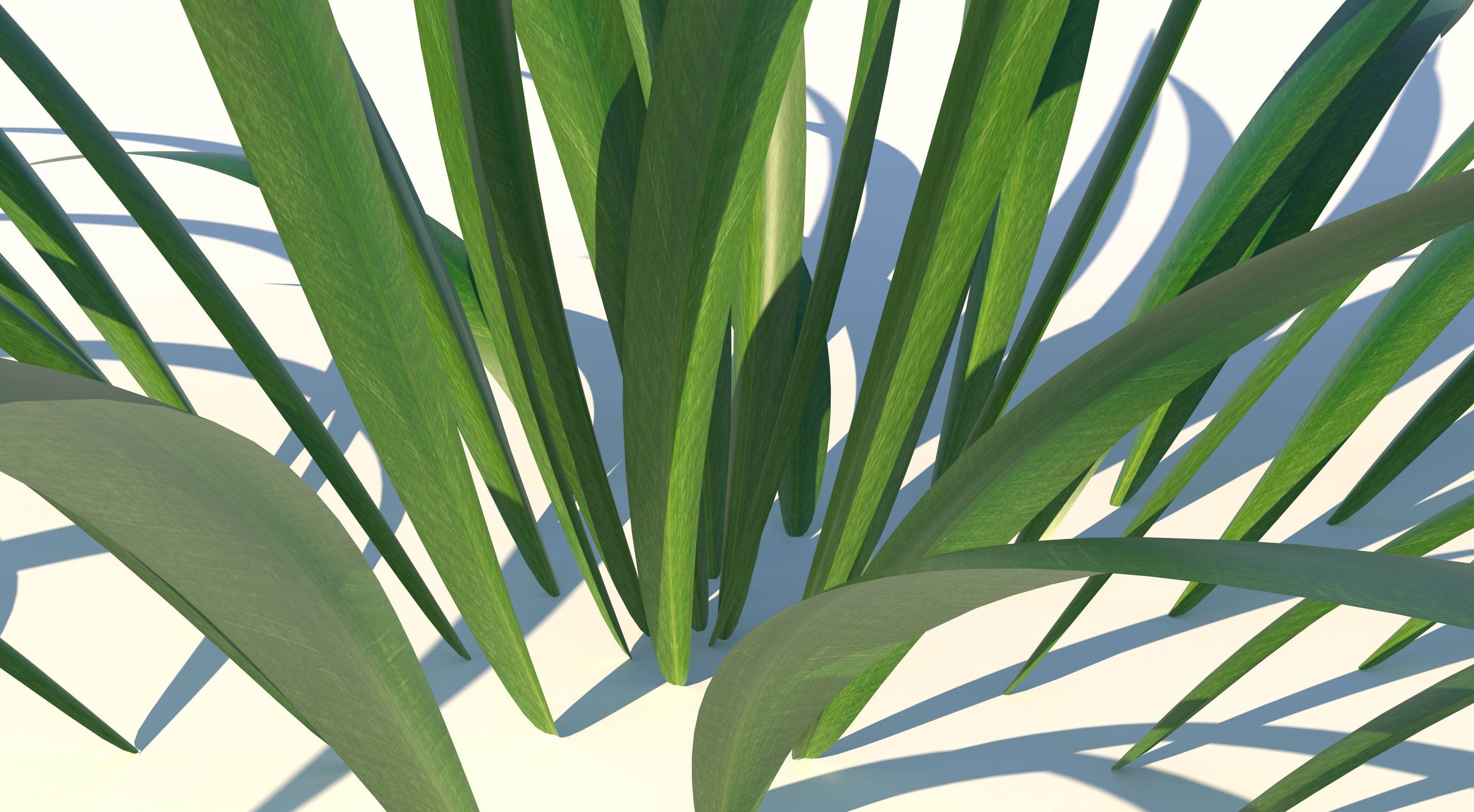 Grass plant Low-poly 3D model_4
