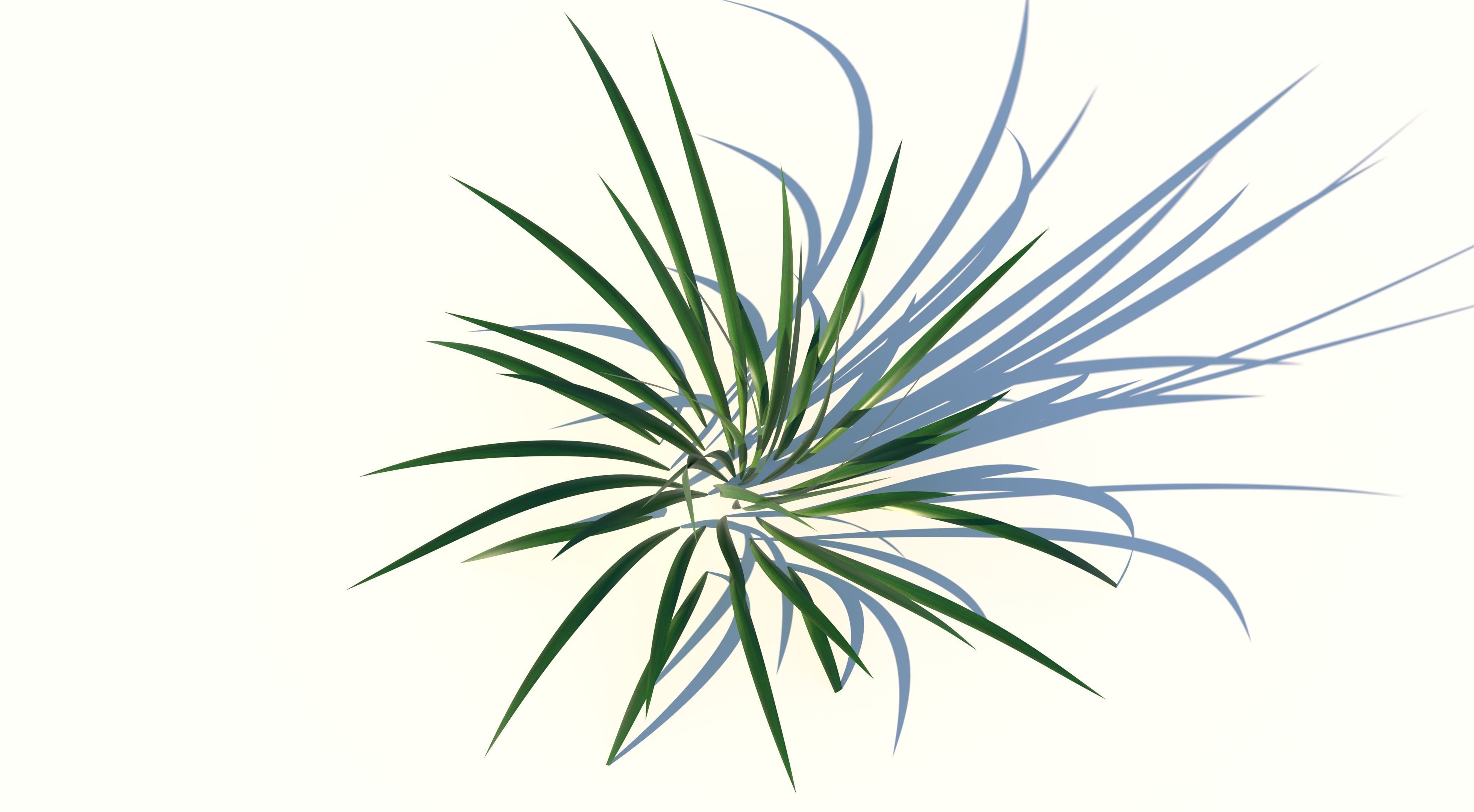 Grass plant Low-poly 3D model_3