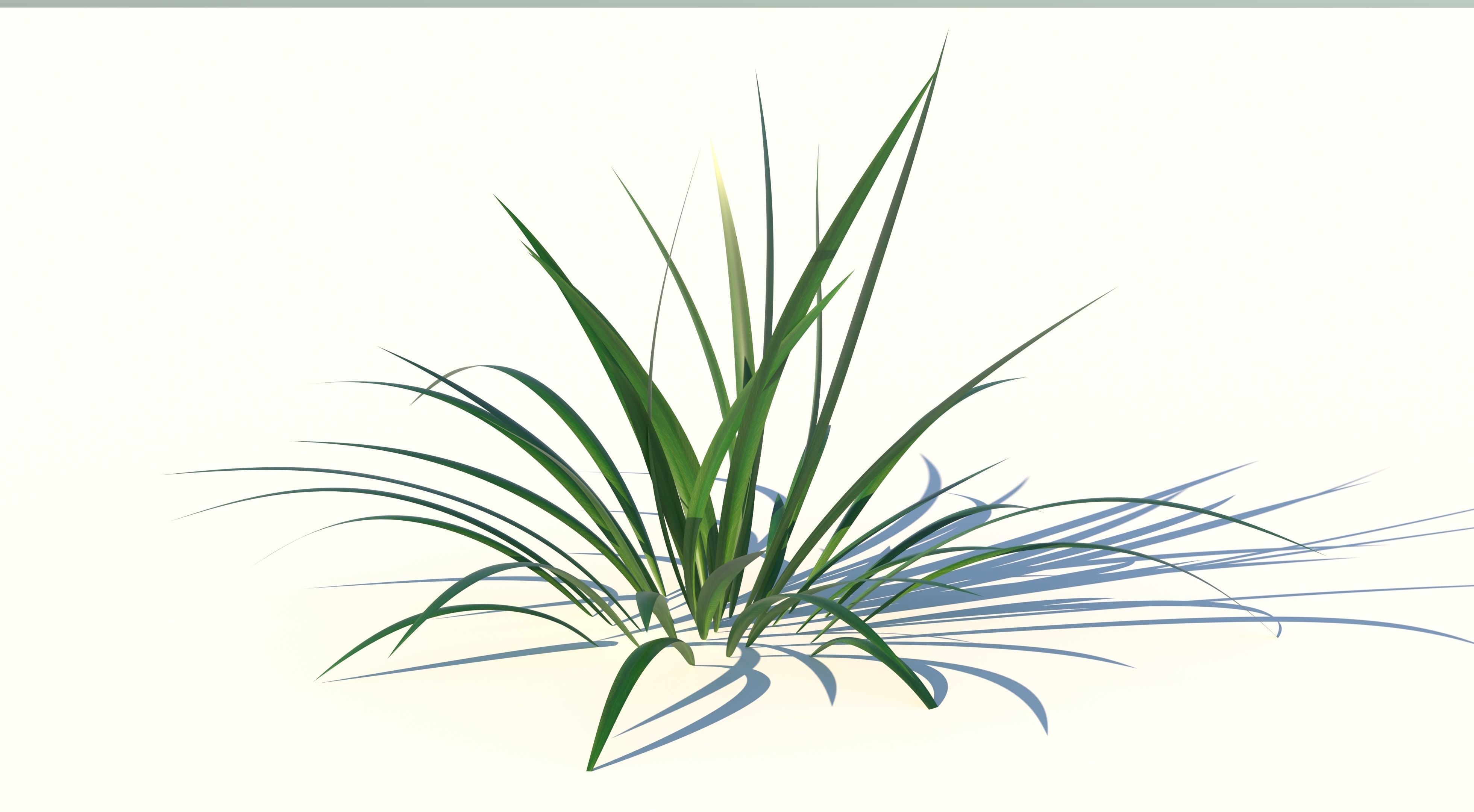 Grass plant Low-poly 3D model_2