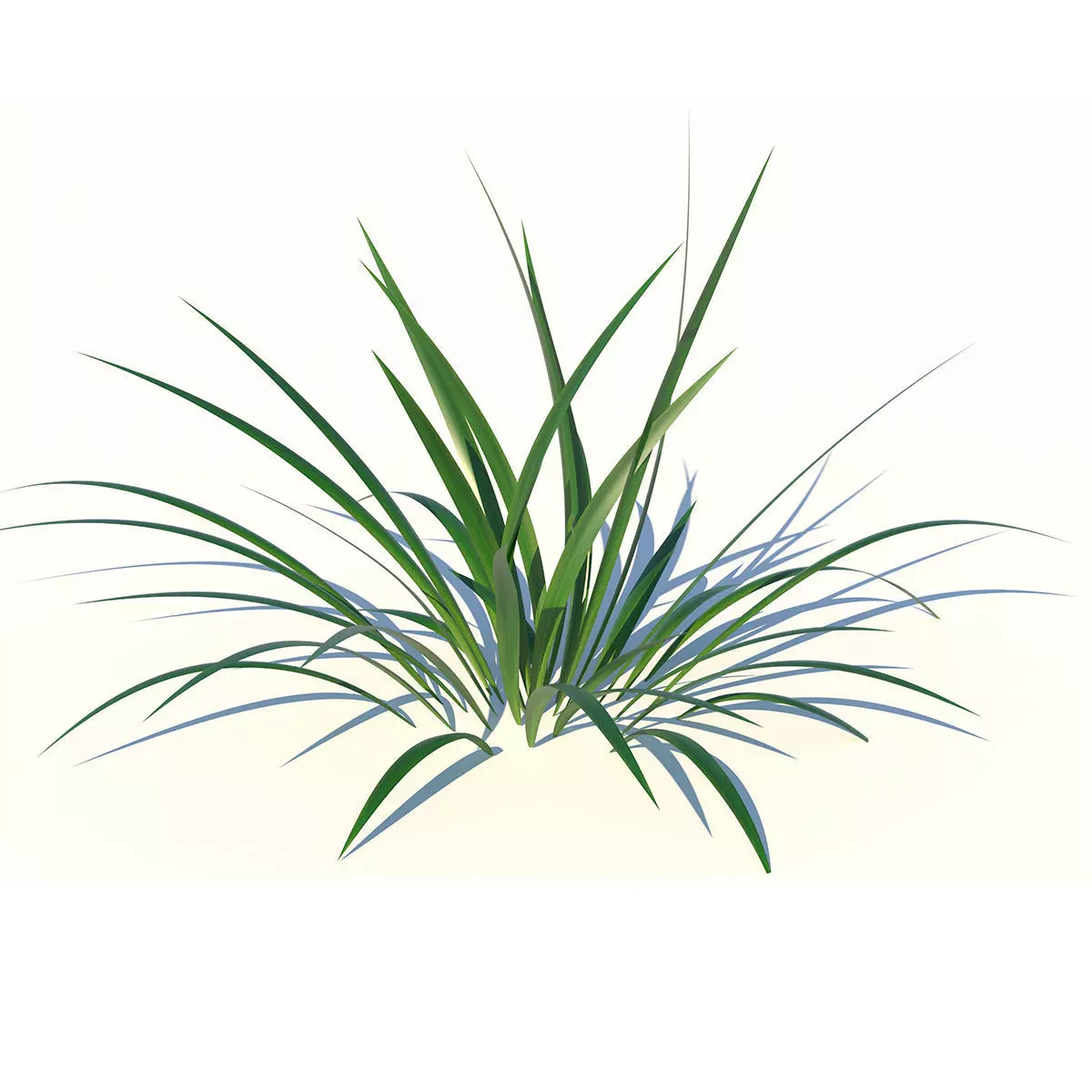 Grass plant Low-poly 3D model_0