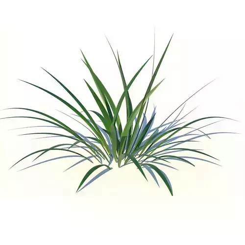 Grass plant
