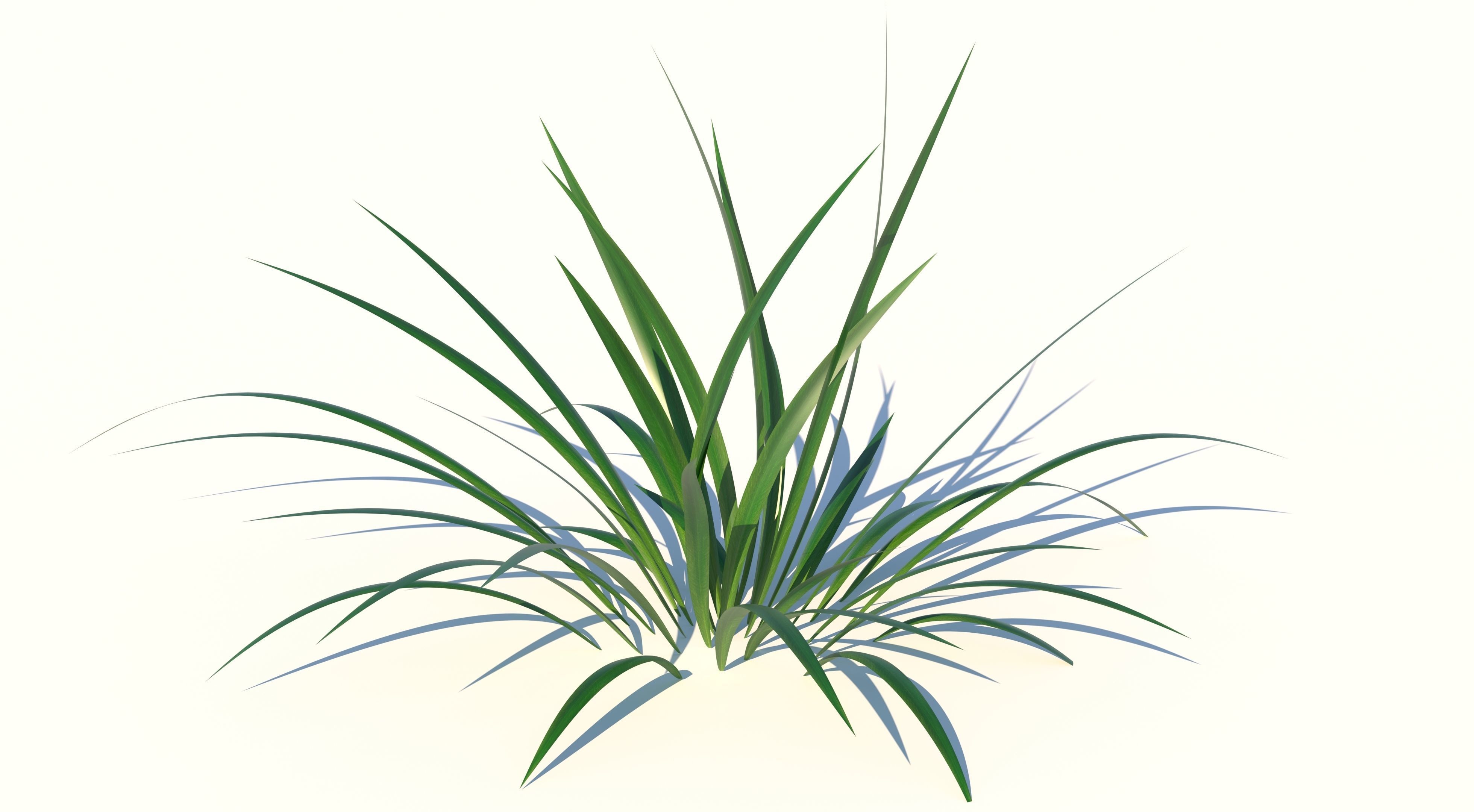 Grass plant Low-poly 3D model_1
