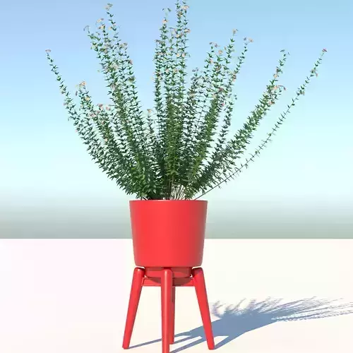 Capitatus and Red Pot