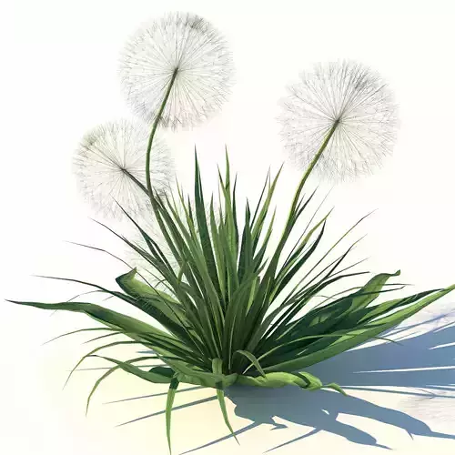 Ripe Dandelion Plant 
