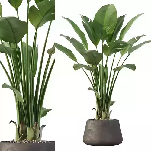 Strelitzia in black pot 3D model
