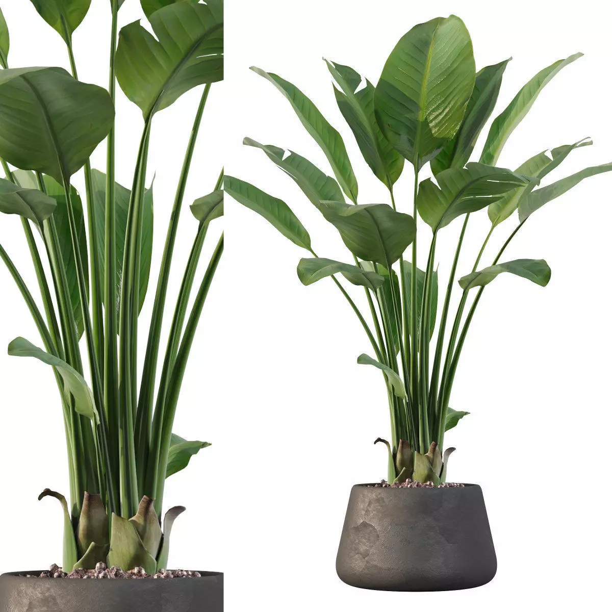 Strelitzia in black pot 3D model