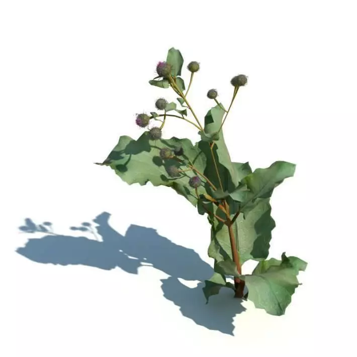 Plant Arctium Tomentosum 3D model_0