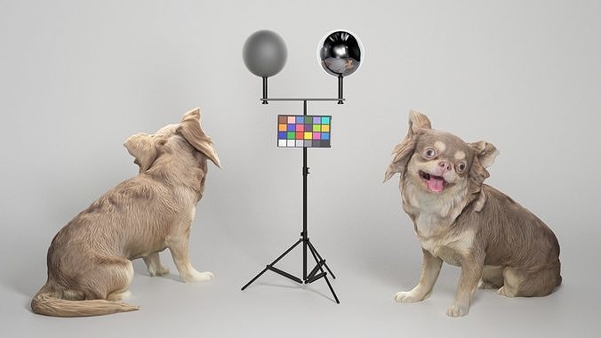 Chihuahua dog 20 Low-poly 3D model