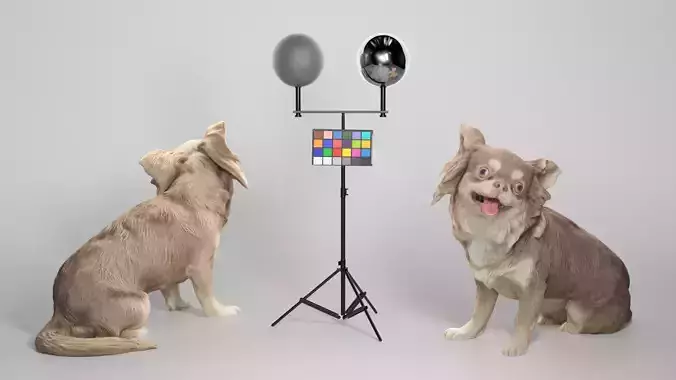 Chihuahua dog 20 Low-poly 3D model