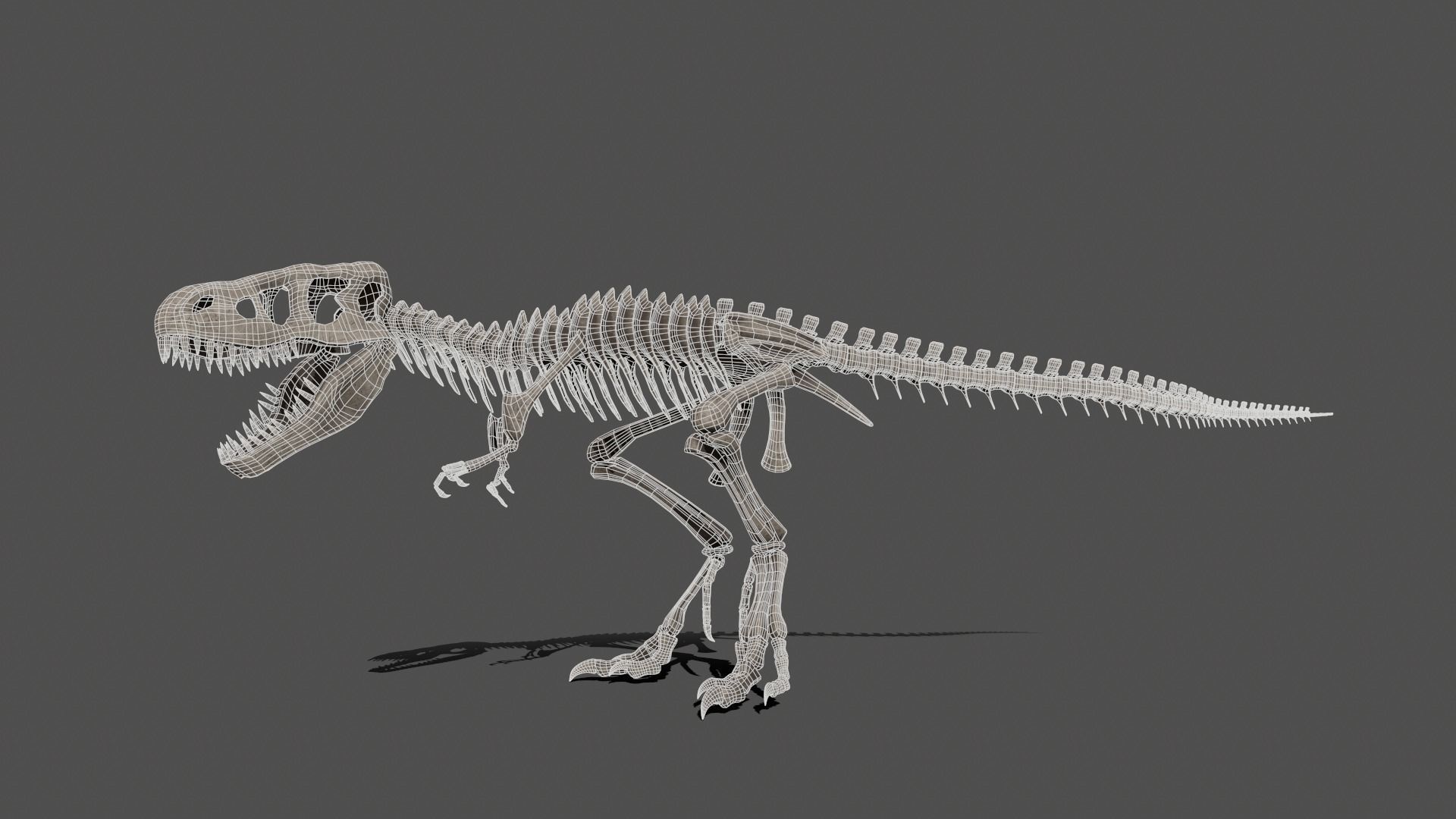 Tyrannosaurus Skeleton 3D model_2