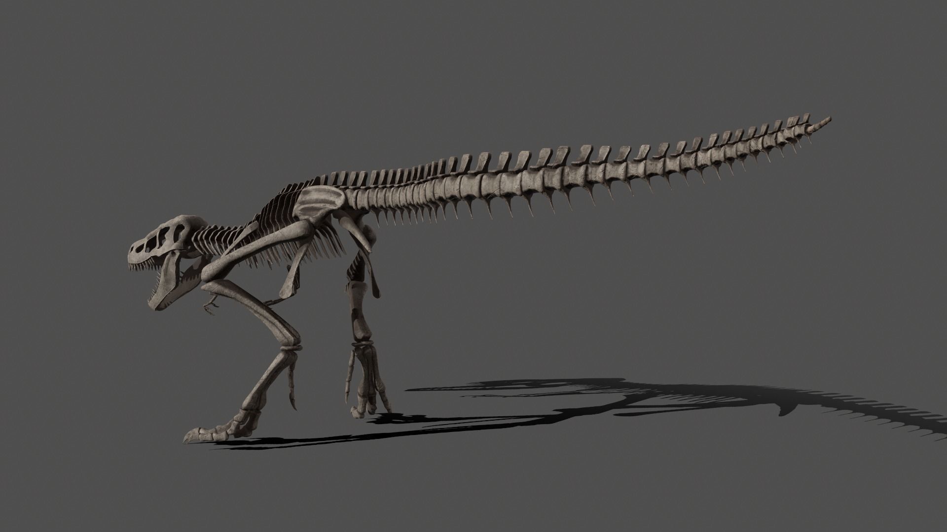 Tyrannosaurus Skeleton 3D model_3