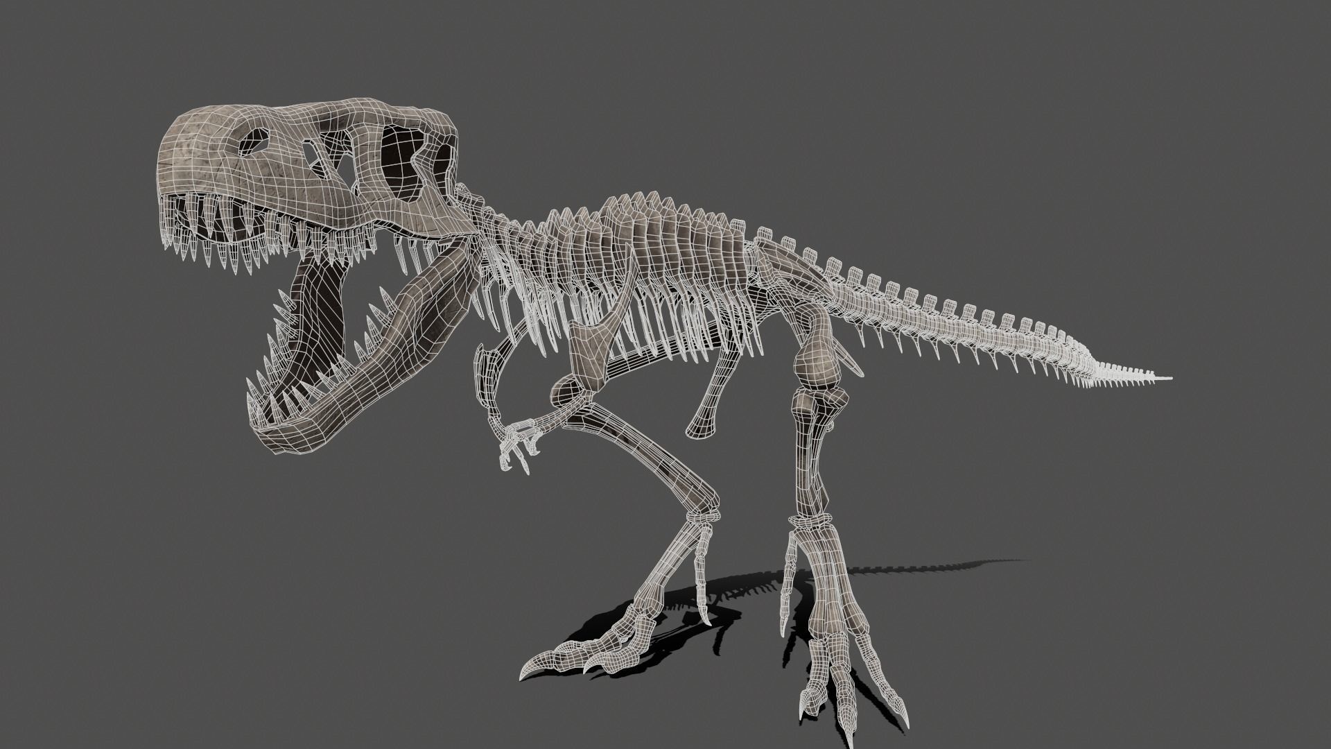 Tyrannosaurus Skeleton 3D model_8