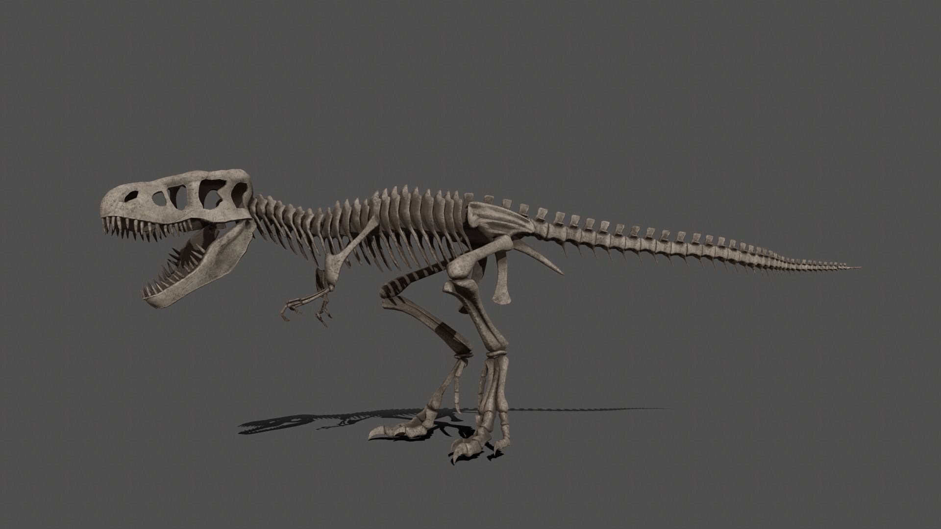 Tyrannosaurus Skeleton 3D model_1