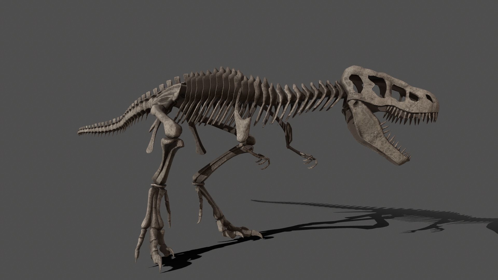 Tyrannosaurus Skeleton 3D model_5