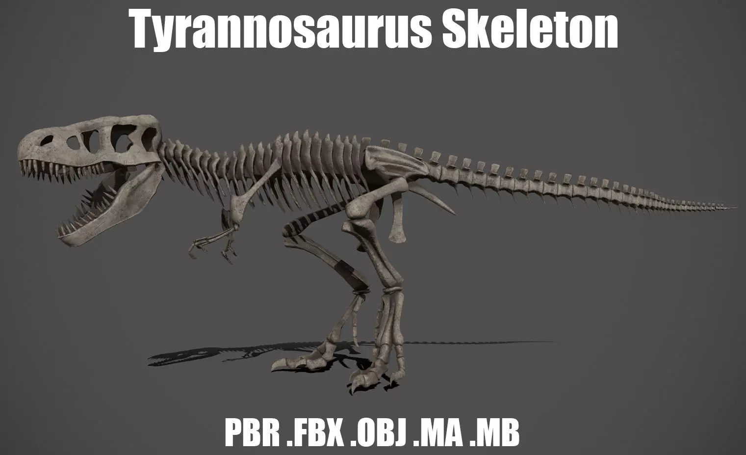 Tyrannosaurus Skeleton 3D model_0