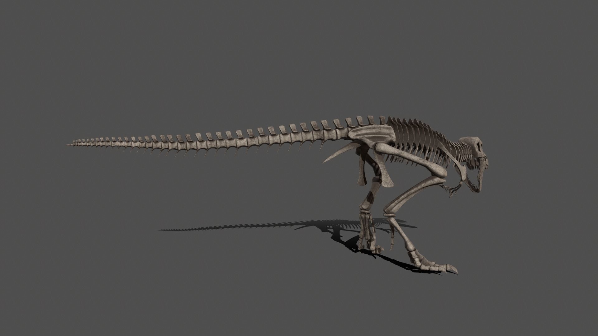 Tyrannosaurus Skeleton 3D model_4