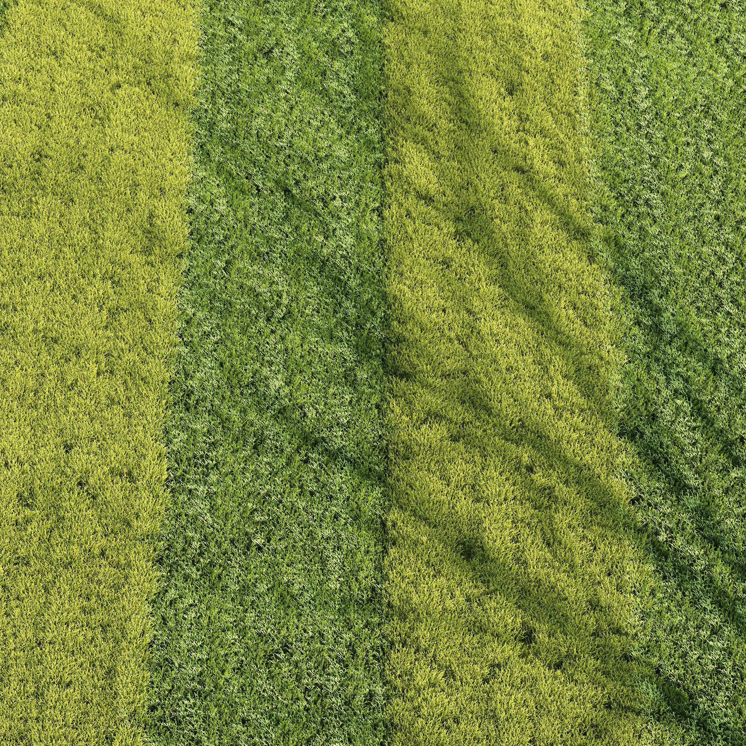 Grass 001-Summer 3D model