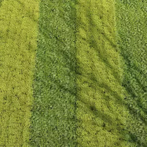 Grass 001-Summer 3D model