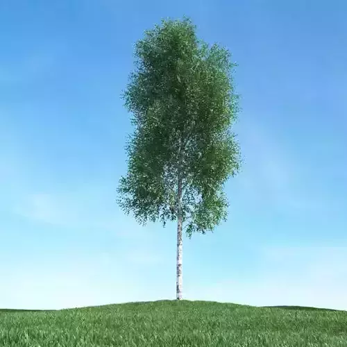 Thin Green Tree