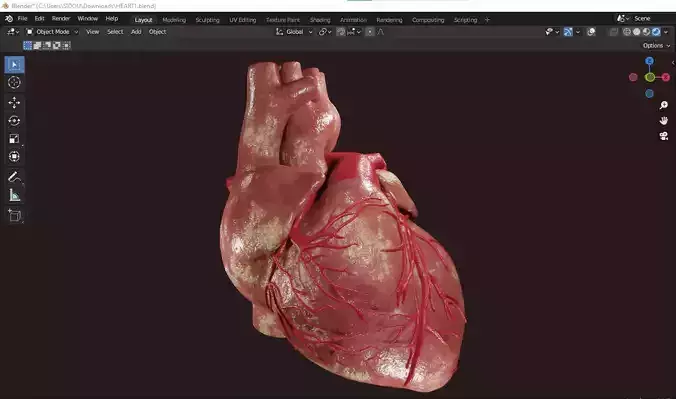 Human heart anatomy detailed texture Realistic Human Heart 3D model