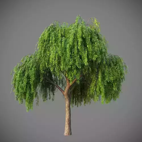 XfrogPlants Japanese Pagoda Tree - Sophora Japonica