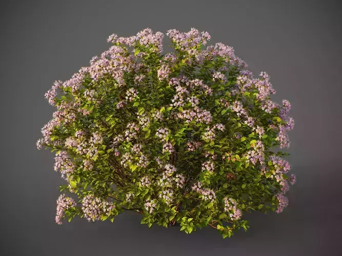 XfrogPlants Japanese Meadowsweet - Spiraea Japonica 