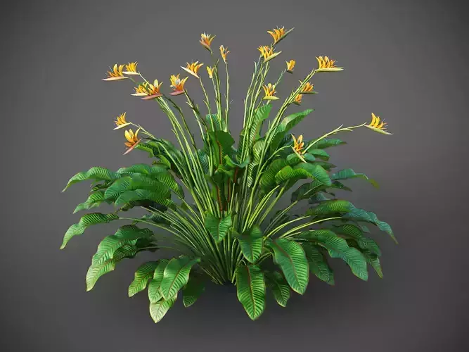 XfrogPlants Bird of Paradise - Strelitzia Reginae  Free 3D model