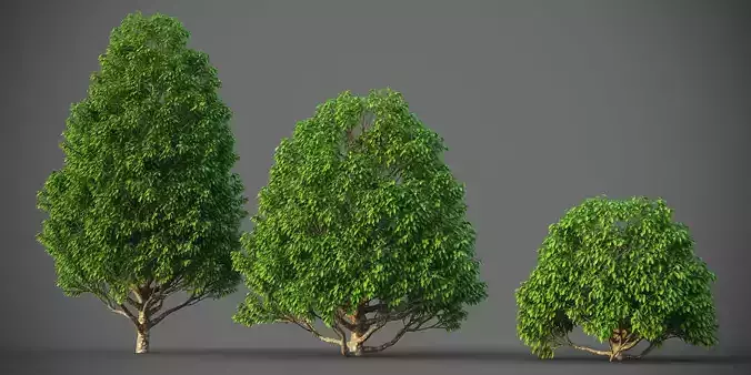 XfrogPlants California Laurel - Umbellularia Californica