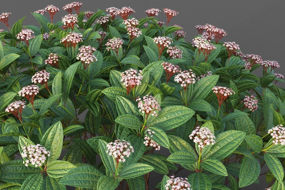 XfrogPlants Davids Viburnum - Viburnum Davidii  3D model_3