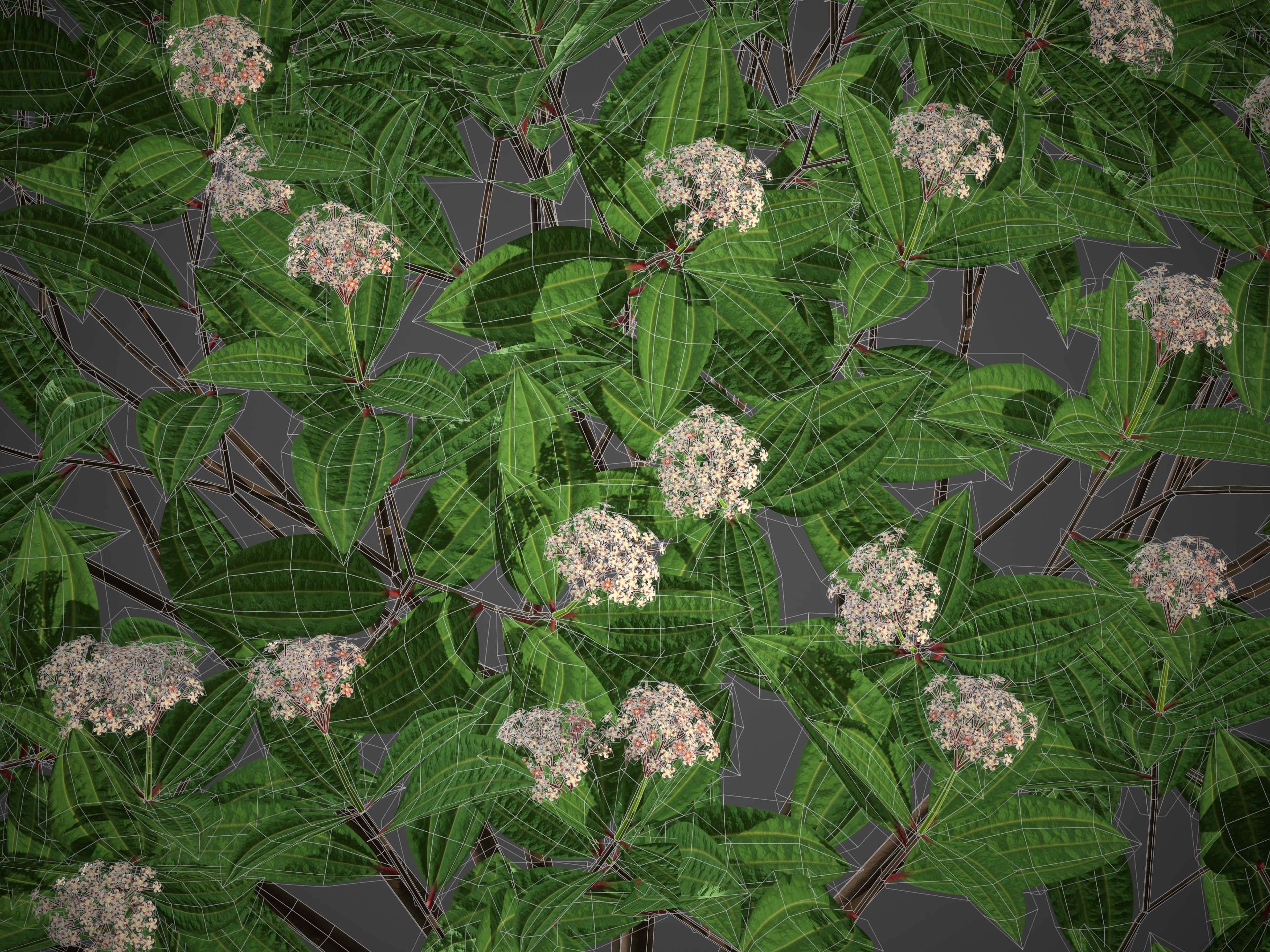 XfrogPlants Davids Viburnum - Viburnum Davidii  3D model_4