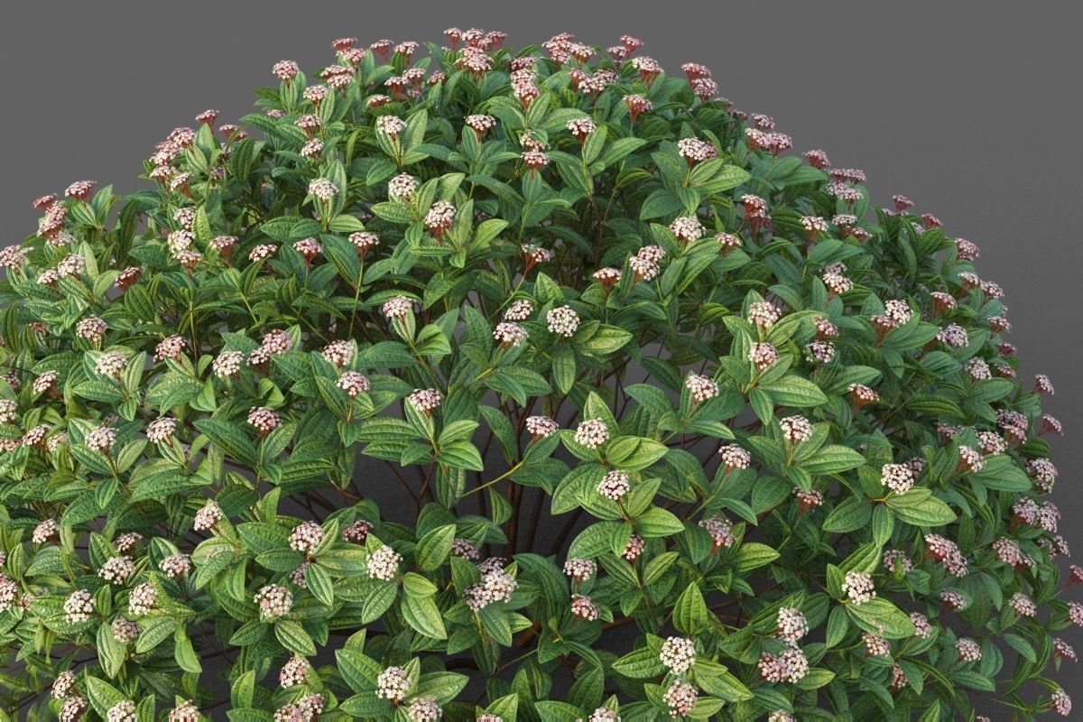 XfrogPlants Davids Viburnum - Viburnum Davidii  3D model_2