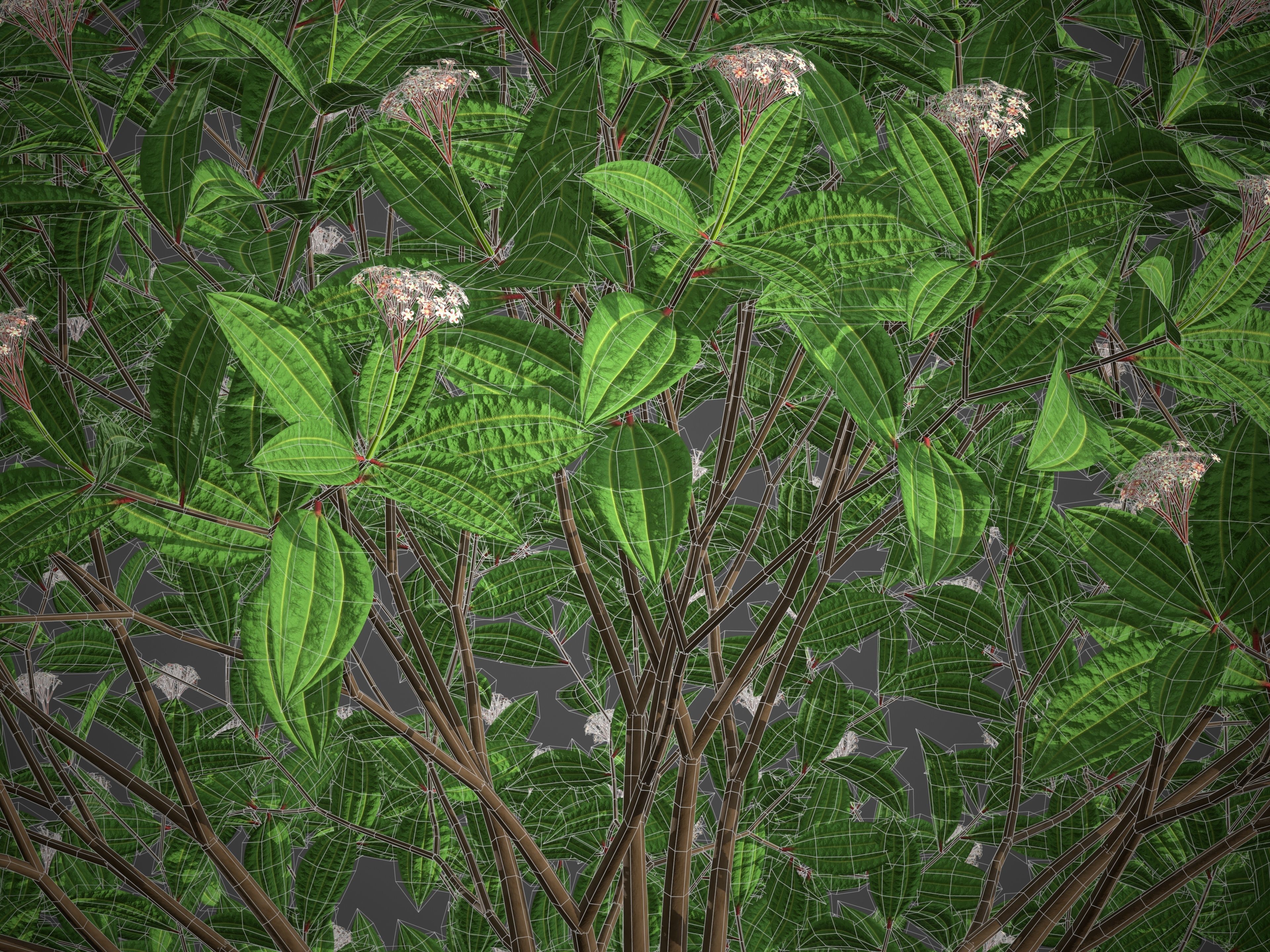 XfrogPlants Davids Viburnum - Viburnum Davidii  3D model_5