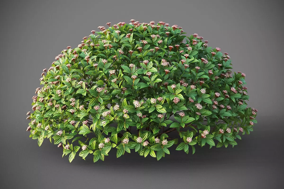XfrogPlants Davids Viburnum - Viburnum Davidii  3D model_0