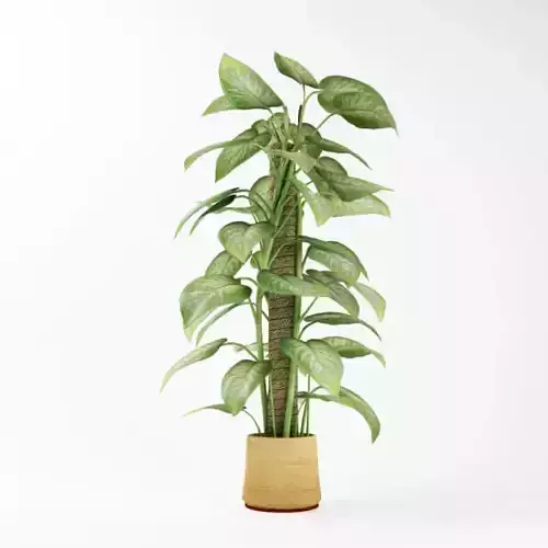 Potted Leaf Plant